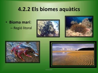 4.2.2 Els biomes aquàtics
• Bioma marí:
– Regió litoral

ECOLOGIA

 
