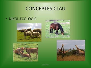 CONCEPTES CLAU
• NÍXOL ECOLÒGIC

ECOLOGIA

 