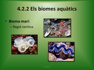 4.2.2 Els biomes aquàtics
• Bioma marí:
– Regió nerítica

ECOLOGIA

 