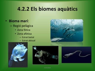4.2.2 Els biomes aquàtics
• Bioma marí:
– Regió pelàgica
• Zona fòtica
• Zona afòtica
– Estrat batial
– Estrat abissal

ECOLOGIA

 