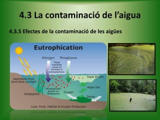 4.3 La contaminació de l’aigua
4.3.5 Efectes de la contaminació de les aigües

ECOLOGIA

 