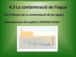 4.3 La contaminació de l’aigua
4.3.5 Efectes de la contaminació de les aigües
Sobreexplotació dels aqüífers: INTRUSIÓ SALINA

ECOLOGIA

 