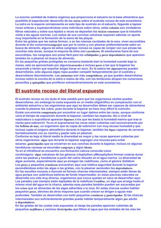La enorme cantidad de materia orgánica que proporciona el estuario es la base alimenticia que
posibilita el espectacular desarrollo de las ostras sobre el sustrato rocoso de este ecosistema.
La ostra es la especie omnipresente en este tipo de sustrato en el estuario, llegando a tapizar
rocas enteras y superponiéndose unos individuos sobre otros, estas colonias son verdaderos
filtros naturales y sobre sus tejidos a veces se depositan los tóxicos venenosos que la industria
vierte a las aguas marinas. Los restos de sus conchas calcáreas suponen además un aporte
muy importante en la formación de la arena de las playas.
Entre las grietas que las ostras forman, o en las mismas cavidades de la roca, viven escondidos
durante el día numerososcangrejos que por la noche y con pleamar preferentemente salen en
busca de alimento, alguno de estos cangrejos incluso es capaz de romper con sus pinzas las
conchas más duras, aunque la mayoría de ellos son carroñeros. Al aventurarse fuera de sus
escondrijos, los cangrejos son presa fácil para los cefalópodos y peces depredadores que aparecen
también en a pleamar en busca de alimento.
En las pequeñas grietas protegidas se conserva bastante bien la humedad cuando baja la
marea, esto es aprovechado por algunoscaracoles e incluso peces a los que la bajamar les
sorprende y tienen que soportar largas horas en seco. En la ostera las algasapenas pueden
desarrollarse, sólo algunas algas rojas pueden competir temporalmente por el sustrato y
desarrollarse discretamente. Las anémonas son más competidoras, ya que pueden desarrollarse
incluso sobre la concha de la ostra o restos de ella, con los tentáculos atrapan los numerosos
pececillos y quisquillas que proliferan extraordinariamente en este ecosistema.
El sustrato rocoso del litoral expuesto
El sustrato rocoso es sin duda el más estable para que los organismos sésiles puedan
desarrollarse, sin embargo la costa expuesta es un medio oligotrófico en comparación con el
ambiente estuarino y los organismos que aquí se desarrollan deben ser capaces de alimentarse
cuando la pleamar los cubre, pues durante la bajamar se hace muy difícil la nutrición.
Existe una enorme competencia por encontrar un lugar óptimo entre las rocas, aunque conforme
varía el tiempo de exposición durante la bajamar, cambian las especies. Así a nivel de
salpicadura o supralitoral aparecen líquenes a los que les basta la humedad marina que trae el
viento para sobrevivir. Ya en el supramareal las rocas están cubiertas casi exclusivamente por
las bellotas de mar, un organismo que es capaz de sobrevivir con muy escasa humedad y que
incluso capta el oxígeno atmosférico durante la bajamar, también las lapas capaces de cerrarse
herméticamente con su concha y pastar sólo en pleamar.
Conforme se baja al litoral medio la diversidad es mayor y las rocas aparecen cubiertas por
otros organismos: algas que durante la bajamar segregan una mucosa para evitar
secarse, gasterópodos que se encierran en sus conchas durante la bajamar, incluso en algunas
hendiduras rocosas se esconden cangrejos y algún blenio.
Ya en el infralitoral se encuentra una formación cálcica conocida como
coralinógeno: algas calcáreas de los géneros Litophyllum yMesophyllum forman costras duras
entre las piedras y hendiduras a partir del calcio disuelto en el agua marina. La diversidad de
algas aumenta, especialmente aquí ya arraigan las rodofíceas, como el género Gelidium.
Los peces y pequeños crustáceos encuentran aquí una relativa seguridad durante la bajamar
escondiéndose entre las algas o las grietas, con la pleamar ascienden los depredadores.
En los escollos rocosos a menudo se forman charcas intermareales, siempre están llenas de
agua porque son auténticas bañeras de fondo impermeable, en estas piscinas naturales se
desarrolla una vida muy diversa, organismos que nunca quedan en seco se desarrollan aquí.
Las paredes casi siempre están tapizadas de la rodofícea Corallina, un alga que arraiga hasta el
mismo nivel del agua en la charca, además esas paredes también pueden ser excavadas por
los erizos que se alimentan de las algas adheridas a la roca. En estas charcas suelen habitar
pequeños peces, alevines de otros mayores que cuando crecen se dirigen a aguas más
profundas. También se desarrollan con éxito pequeños crustáceos y gasterópodos. Si las charcas
intermareales son suficientemente grandes puede habitar temporalmente algún pez adulto
o depredadores.
En las grietas de las costas más expuestas al oleaje las paredes aparecen cubiertas de
pequeños mejillones y racimos decirrípedos que filtran el agua que los embates de las olas les
 