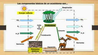 Los componentes básicos de un ecosistema son... 
Elementos 
abióticos 
Productores 
consumidores 
Energía radiante 
Respiración 
CO2 
O2 
H 2O 
Nutrientes 
Consumo 
Deposición 
Descomposición 
CO2 
O2 
H 2O 
Nutrientes 
Caída 
de 
hojas 
Translocación 
 