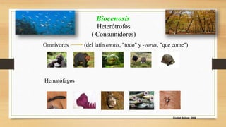 Ciudad Bolívar, 2009 
Biocenosis 
Heterótrofos 
( Consumidores) 
Omnívoros (del latín omnis, "todo" y -vorus, "que come") 
Hematófagos 
 