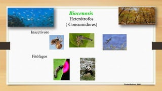 Ciudad Bolívar, 2009 
Biocenosis 
Heterótrofos 
( Consumidores) 
Insectívoro 
Fitófagos 
 