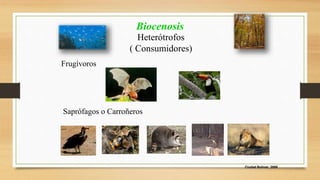 Ciudad Bolívar, 2009 
Biocenosis 
Heterótrofos 
( Consumidores) 
Frugívoros 
Saprófagos o Carroñeros 
