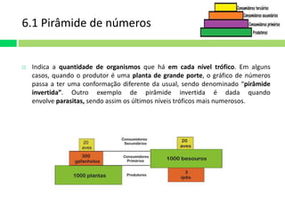 6.1 Pirâmide de números 
 Indica a quantidade de organismos que há em cada nível trófico. Em alguns 
casos, quando o produtor é uma planta de grande porte, o gráfico de números 
passa a ter uma conformação diferente da usual, sendo denominado “pirâmide 
invertida”. Outro exemplo de pirâmide invertida é dada quando 
envolve parasitas, sendo assim os últimos níveis tróficos mais numerosos. 
 