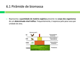 6.1 Pirâmide de biomassa 
 Representa a quantidade de matéria orgânica presente no corpo dos organismos 
de um determinado nível trófico. Frequentemente, é expressa pelo peso seco por 
unidade de área. 
 