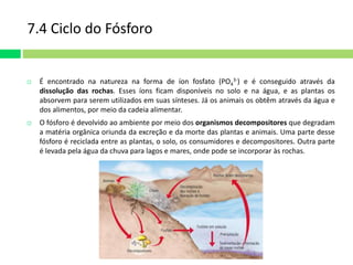 7.4 Ciclo do Fósforo 
 É encontrado na natureza na forma de íon fosfato (PO4 
3-) e é conseguido através da 
dissolução das rochas. Esses íons ficam disponíveis no solo e na água, e as plantas os 
absorvem para serem utilizados em suas sínteses. Já os animais os obtêm através da água e 
dos alimentos, por meio da cadeia alimentar. 
 O fósforo é devolvido ao ambiente por meio dos organismos decompositores que degradam 
a matéria orgânica oriunda da excreção e da morte das plantas e animais. Uma parte desse 
fósforo é reciclada entre as plantas, o solo, os consumidores e decompositores. Outra parte 
é levada pela água da chuva para lagos e mares, onde pode se incorporar às rochas. 
 