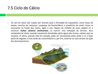 7.5 Ciclo do Cálcio 
 Os sais de cálcio são usados por animais para a formação de esqueletos, como ossos de 
peixes, conchas de moluscos, carapaças de foraminíferos e envoltório de corais. Esses se 
acumulam no fundo dos mares, lagos e rios. Depois de milhões de anos, podem vir a 
construir rochas calcárias continentais, se ocorrer uma elevação do terreno. Seus 
compostos de cálcio, quando novamente dissolvidos pelas águas das chuvas, voltam para os 
oceanos. O cálcio, quando está em solução, pode ser incorporado pelas raízes e vir a fazer 
parte de vegetais e mais tarde de consumidores e, por fim, retornar ao solo através da ação 
dos decompositores. 
 
