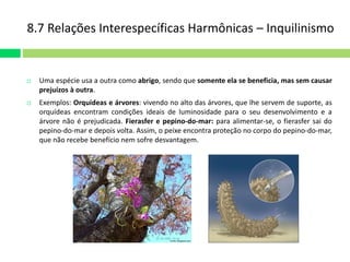 8.7 Relações Interespecíficas Harmônicas – Inquilinismo 
 Uma espécie usa a outra como abrigo, sendo que somente ela se beneficia, mas sem causar 
prejuízos à outra. 
 Exemplos: Orquídeas e árvores: vivendo no alto das árvores, que lhe servem de suporte, as 
orquídeas encontram condições ideais de luminosidade para o seu desenvolvimento e a 
árvore não é prejudicada. Fierasfer e pepino-do-mar: para alimentar-se, o fierasfer sai do 
pepino-do-mar e depois volta. Assim, o peixe encontra proteção no corpo do pepino-do-mar, 
que não recebe benefício nem sofre desvantagem. 
 