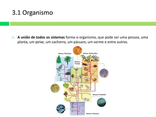 3.1 Organismo 
 A união de todos os sistemas forma o organismo, que pode ser uma pessoa, uma 
planta, um peixe, um cachorro, um pássaro, um verme e entre outros. 
 