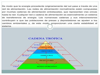 De modo que la energía procedente originariamente del sol pasa a través de una red de alimentación. Las redes de alimentación normalmente están compuestas por muchas cadenas de alimentación entrelazadas, que representan vías únicas hasta la red. Cualquier red o cadena de alimentación es esencialmente un sistema de transferencia de energía. Las numerosas cadenas y sus interconexiones contribuyen a que las poblaciones de presas y depredadores se ajusten a los cambios ambientales y, de este modo, proporcionan una cierta estabilidad al sistema.  
