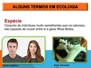 ALGUNS TERMOS EM ECOLOGIA
Espécie
Conjunto de indivíduos muito semelhantes que na natureza,
são capazes de cruzar entre si e gerar filhos férteis.
Homo sapiens Felis silvestris
 