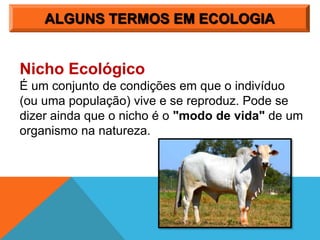 ALGUNS TERMOS EM ECOLOGIA
Nicho Ecológico
É um conjunto de condições em que o indivíduo
(ou uma população) vive e se reproduz. Pode se
dizer ainda que o nicho é o "modo de vida" de um
organismo na natureza.
 