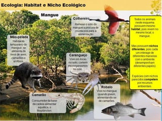 Ecologia