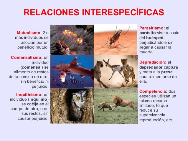 Relacion De Mutuo Beneficio Entre Dos Especies Estos