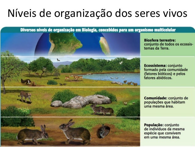 Ecologia