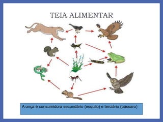 TEIA ALIMENTAR
A onça é consumidora secundário (esquilo) e terciário (pássaro)
 