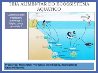 TEIA ALIMENTAR DO ECOSSISTEMA
AQUÁTICO
Produtores: fitoplâncton: microalgas, diatomáceas, dinoflagelados
fotossintetizantes.
Quantos nichos
ecológicos
diferentes o
Tarpão ocupa
nesta teia ?
 