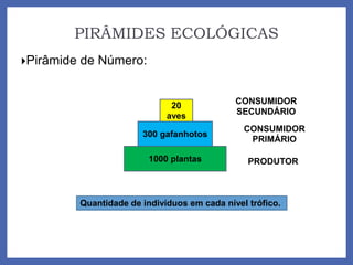 PIRÂMIDES ECOLÓGICAS
Pirâmide de Número:
1000 plantas
300 gafanhotos
20
aves
Quantidade de indivíduos em cada nível trófico.
PRODUTOR
CONSUMIDOR
PRIMÁRIO
CONSUMIDOR
SECUNDÁRIO
 