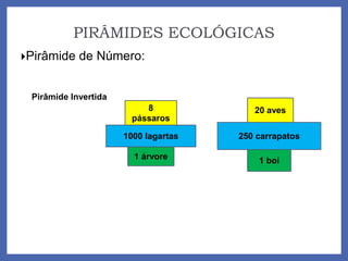 PIRÂMIDES ECOLÓGICAS
Pirâmide de Número:
1 árvore
1000 lagartas
8
pássaros
Pirâmide Invertida
1 boi
250 carrapatos
20 aves
 