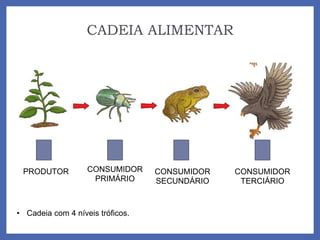 CADEIA ALIMENTAR
PRODUTOR CONSUMIDOR
PRIMÁRIO
CONSUMIDOR
SECUNDÁRIO
CONSUMIDOR
TERCIÁRIO
• Cadeia com 4 níveis tróficos.
 