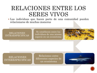  Los individuos que hacen parte de una comunidad pueden
relacionarse de muchas maneras
RELACIONES
INTRAESPECIFICAS
Se establecen entre los
individuos de una misma
especie en un ecosistema
RELACIONES
INTERESPECIFICAS
Relaciones entre
diferentes especies de
un ecosistema
 
