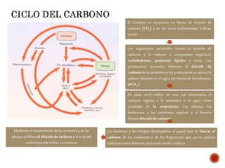 El Carbono se encuentra en forma de dióxido de
carbono (CO2) y en las rocas carbonatadas (calizas,
coral).
Los organismos autótrofos toman el bióxido de
carbono y lo reducen a compuestos orgánicos:
carbohidratos, proteínas, lípidos y otros. Los
productores terrestres obtienen el dióxido de
carbonodela atmósfera y losproductoresacuáticos lo
utilizan disuelto en el agua (en forma de bicarbonato,
HCO3-).
En cada nivel trófico de una red alimentaría, el
carbono regresa a la atmósfera o al agua como
resultado de la respiración. Las plantas, los
herbívoros y los carnívoros respiran y al hacerlo
liberan dióxidodecarbono
Las bacterias y los hongos desempeñan el papel vital de liberar el
carbono de los cadáveres o de los fragmentos que ya no podrán
utilizarse como alimento paraotrosniveles tróficos.
Mediante el metabolismo delos animales yde las
plantas se libera eldióxidodecarbono y el ciclo del
carbono puede volver a comenzar
 