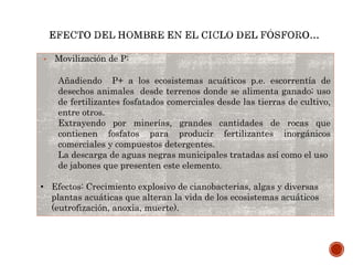 • Movilización de P:
Añadiendo P+ a los ecosistemas acuáticos p.e. escorrentía de
desechos animales desde terrenos donde se alimenta ganado; uso
de fertilizantes fosfatados comerciales desde las tierras de cultivo,
entre otros.
Extrayendo por minerías, grandes cantidades de rocas que
contienen fosfatos para producir fertilizantes inorgánicos
comerciales y compuestos detergentes.
La descarga de aguas negras municipales tratadas así como el uso
de jabones que presenten este elemento.
• Efectos: Crecimiento explosivo de cianobacterias, algas y diversas
plantas acuáticas que alteran la vida de los ecosistemas acuáticos
(eutrofización, anoxia, muerte).
 