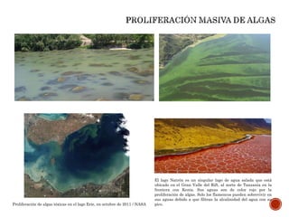 Proliferación de algas tóxicas en el lago Erie, en octubre de 2011 / NASA
El lago Natrón es un singular lago de agua salada que está
ubicado en el Gran Valle del Rift, al norte de Tanzania en la
frontera con Kenia. Sus aguas son de color rojo por la
proliferación de algas. Solo los flamencos pueden sobrevivir en
sus aguas debido a que filtran la alcalinidad del agua con su
pico.
 