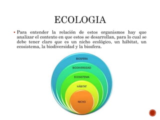  Para entender la relación de estos organismos hay que
analizar el contexto en que estos se desarrollan, para lo cual se
debe tener claro que es un nicho ecológico, un hábitat, un
ecosistema, la biodiversidad y la biosfera.
 