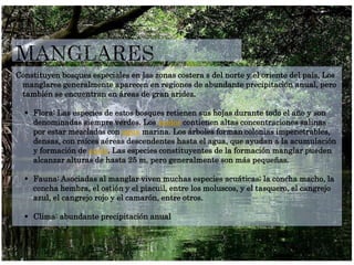 Constituyen bosques especiales en las zonas costera s del norte y el oriente del país, Los
manglares generalmente aparecen en regiones de abundante precipitación anual, pero
también se encuentran en áreas de gran aridez.
 Flora: Las especies de estos bosques retienen sus hojas durante todo el año y son
denominadas siempre verdes. Los suelos contienen altas concentraciones salinas
por estar mezclados con agua marina. Los árboles forman colonias impenetrables,
densas, con raíces aéreas descendentes hasta el agua, que ayudan a la acumulación
y formación de suelo. Las especies constituyentes de la formación manglar pueden
alcanzar alturas de hasta 25 m, pero generalmente son más pequeñas.
 Fauna: Asociadas al manglar viven muchas especies acuáticas; la concha macho, la
concha hembra, el ostión y el piacuil, entre los moluscos, y el tasquero, el cangrejo
azul, el cangrejo rojo y el camarón, entre otros.
 Clima: abundante precipitación anual
 