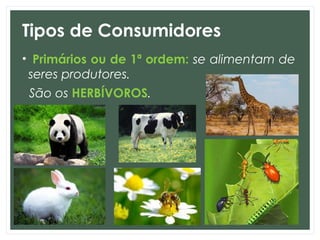 Tipos de Consumidores
• Primários ou de 1ª ordem: se alimentam de
seres produtores.
São os HERBÍVOROS.
 
