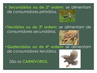 • Secundários ou de 2ª ordem: se alimentam
de consumidores primários.
• Terciários ou de 3ª ordem: se alimentam de
consumidores secundários.
• Quaternários ou de 4ª ordem: se alimentam
de consumidores terciários.
São os CARNÍVOROS.
 
