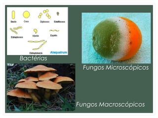 Bactérias
Fungos Microscópicos
Fungos Macroscópicos
 