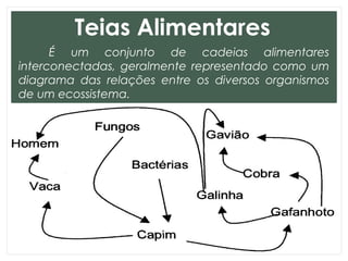 Teias Alimentares
É um conjunto de cadeias alimentares
interconectadas, geralmente representado como um
diagrama das relações entre os diversos organismos
de um ecossistema.
 