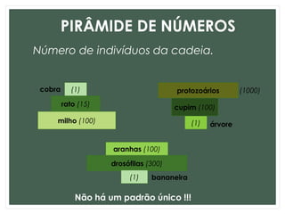 PIRÂMIDE DE NÚMEROS
Número de indivíduos da cadeia.
milho (100)
rato (15)
(1)cobra protozoários
cupim (100)
(1) árvore
(1000)
aranhas (100)
drosófilas (300)
(1) bananeira
Não há um padrão único !!!
 