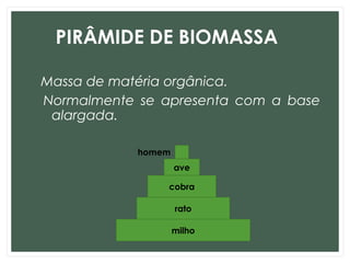 PIRÂMIDE DE BIOMASSA
Massa de matéria orgânica.
Normalmente se apresenta com a base
alargada.
milho
rato
cobra
ave
homem
 