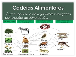 Cadeias Alimentares
É uma sequência de organismos interligados
por relações de alimentação.
 