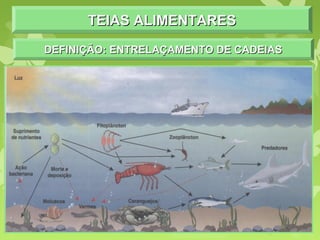 TEIAS ALIMENTARESTEIAS ALIMENTARESTEIAS ALIMENTARESTEIAS ALIMENTARES
DEFINIÇÃO: ENTRELAÇAMENTO DE CADEIASDEFINIÇÃO: ENTRELAÇAMENTO DE CADEIASDEFINIÇÃO: ENTRELAÇAMENTO DE CADEIASDEFINIÇÃO: ENTRELAÇAMENTO DE CADEIAS
 