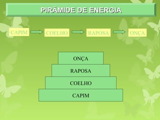 PIRÂMIDE DE ENERGIAPIRÂMIDE DE ENERGIAPIRÂMIDE DE ENERGIAPIRÂMIDE DE ENERGIA
CAPIM
COELHO
RAPOSA
ONÇA
CAPIM COELHO RAPOSA ONÇA
 