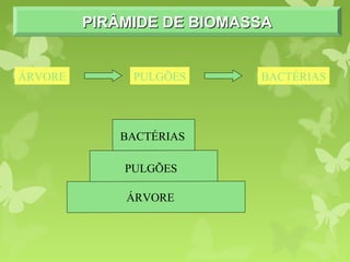 PIRÂMIDE DE BIOMASSAPIRÂMIDE DE BIOMASSAPIRÂMIDE DE BIOMASSAPIRÂMIDE DE BIOMASSA
ÁRVORE
PULGÕES
BACTÉRIAS
ÁRVORE PULGÕES BACTÉRIAS
 