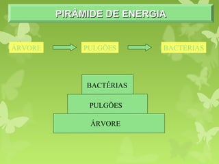 PIRÂMIDE DE ENERGIAPIRÂMIDE DE ENERGIAPIRÂMIDE DE ENERGIAPIRÂMIDE DE ENERGIA
ÁRVORE
PULGÕES
BACTÉRIAS
ÁRVORE PULGÕES BACTÉRIAS
 