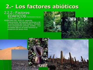 2.- Los factores abióticos2.- Los factores abióticos
2.2.2.- Factores2.2.2.- Factores
EDÁFICOSEDÁFICOS (PROPIEDADES FÍSICAS Y(PROPIEDADES FÍSICAS Y
QUÍMICAS DEL SUELO)QUÍMICAS DEL SUELO)
HUMEDAD DEL SUELO: depende,HUMEDAD DEL SUELO: depende,
básicamente, del régimen de lluvias y debásicamente, del régimen de lluvias y de
la profundidad del nivel freático. Tambiénla profundidad del nivel freático. También
de la composición (arenas, arcillas…) Lade la composición (arenas, arcillas…) La
humedad alta en el suelo favorece lahumedad alta en el suelo favorece la
presencia de seres vivospresencia de seres vivos
 