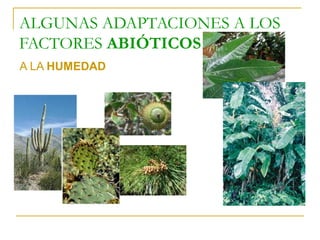 ALGUNAS ADAPTACIONES A LOS
FACTORES ABIÓTICOS
A LA HUMEDAD
 