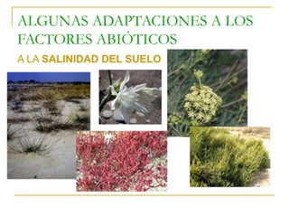 ALGUNAS ADAPTACIONES A LOS
FACTORES ABIÓTICOS
A LA SALINIDAD DEL SUELO
 