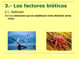 3.- Los factores bióticos
3.1.- Definición
Son las relaciones que se establecen entre distintos seres
vivos.
Ejemplos:
La competencia por el espacio de
dos aves de la misma especie
El parasitismo de los piojos respecto
a los humanos
 