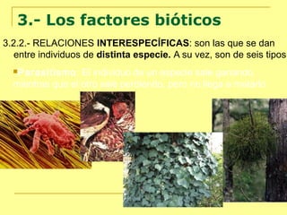 3.- Los factores bióticos
3.2.2.- RELACIONES INTERESPECÍFICAS: son las que se dan
entre individuos de distinta especie. A su vez, son de seis tipos:
Parasitismo: El individuo de un especie sale ganando,
mientras que el otro sale perdiendo, pero no llega a matarlo
 